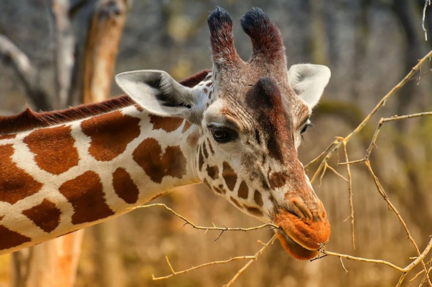 Adult Giraffe