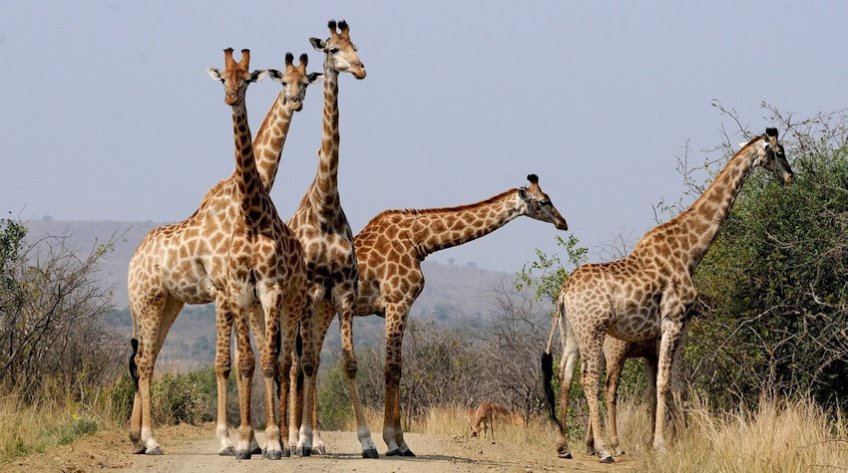 Giraffe Herd
