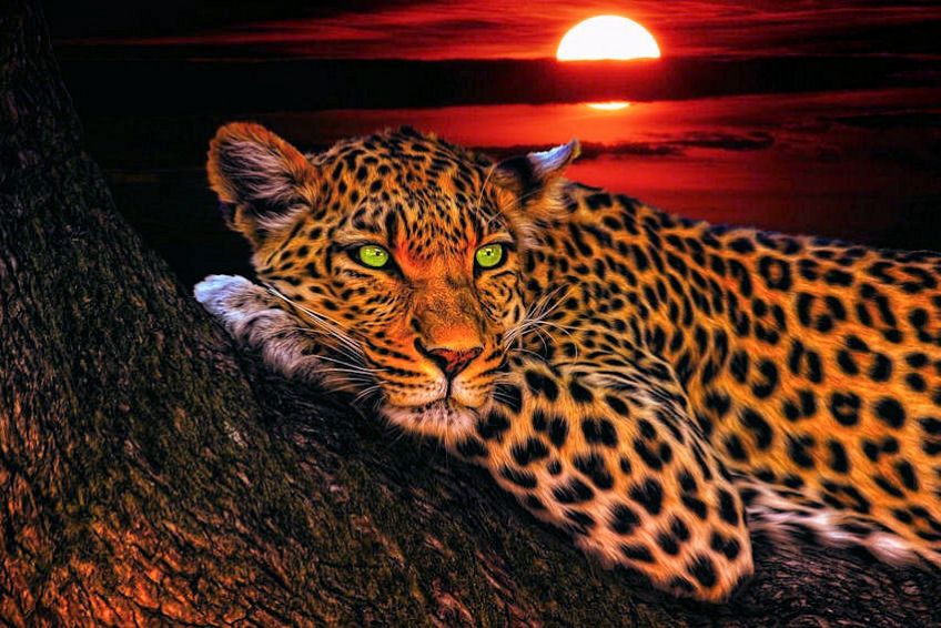 Leopard at Sunset