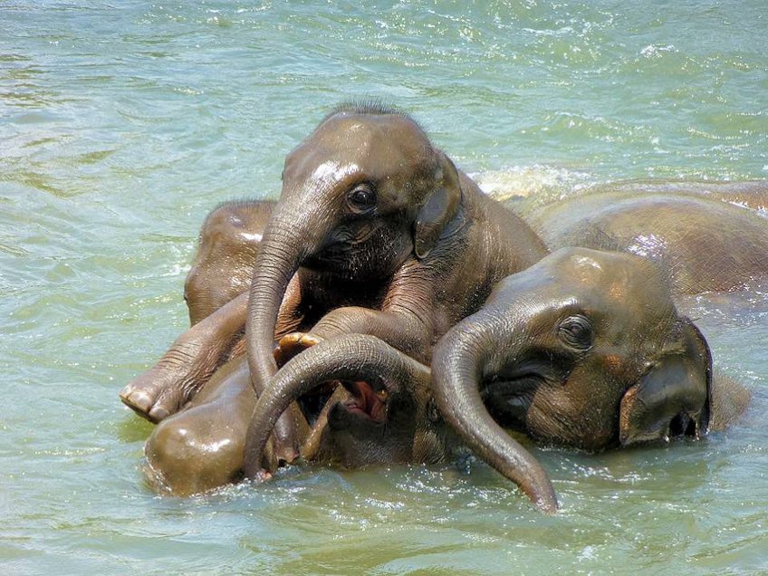 Baby Elephant & Family