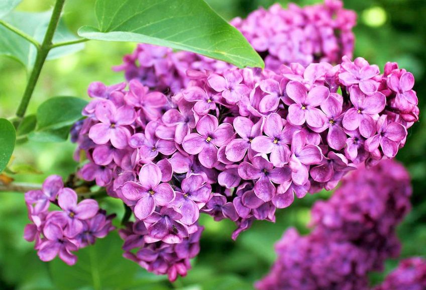 Purple Lilacs