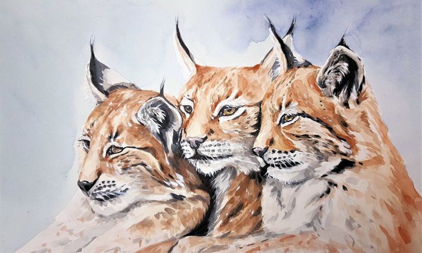 Watercolor Lynx