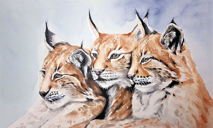 Watercolor Lynx