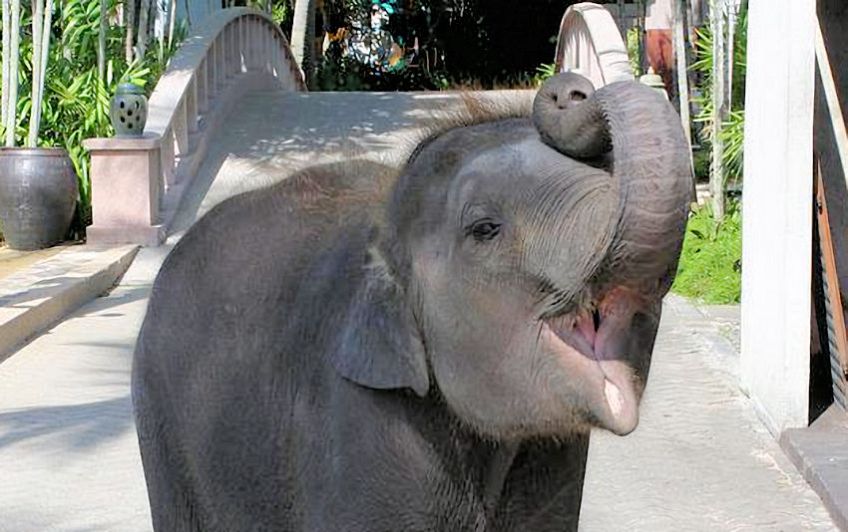 Baby Elephant