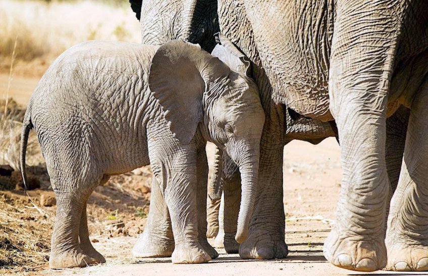 Baby Elephant & Mother