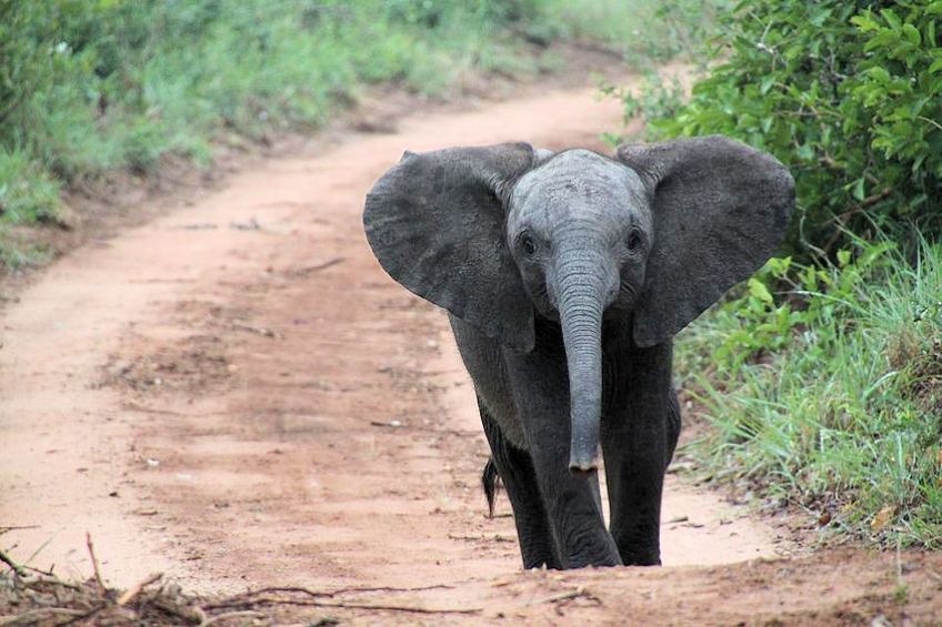 Baby Elephant Walking on Dirt Road