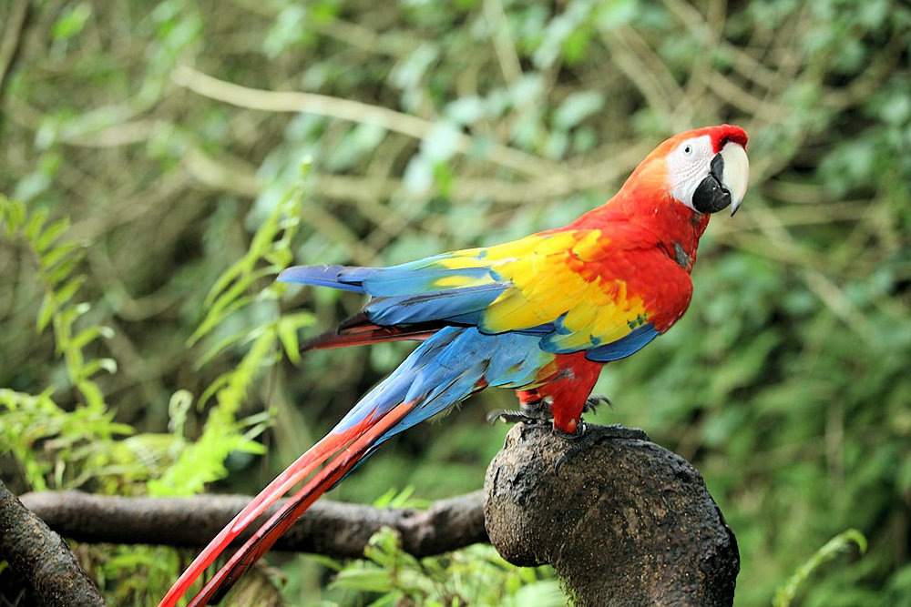 Red, Blue & Yellow Parrot