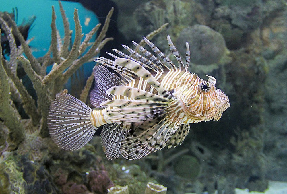 Lionfish