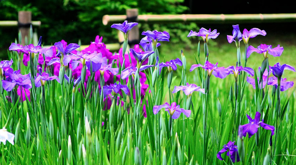 Green Blue & Purple Irises
