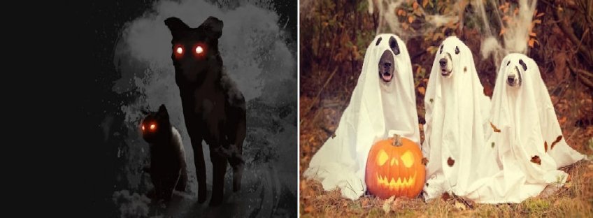 Spooky Pets