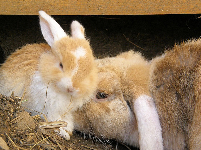 Mommy & Baby Rabbits
