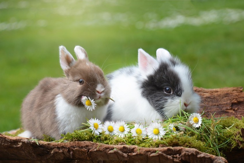Bunnies Eating Flowers