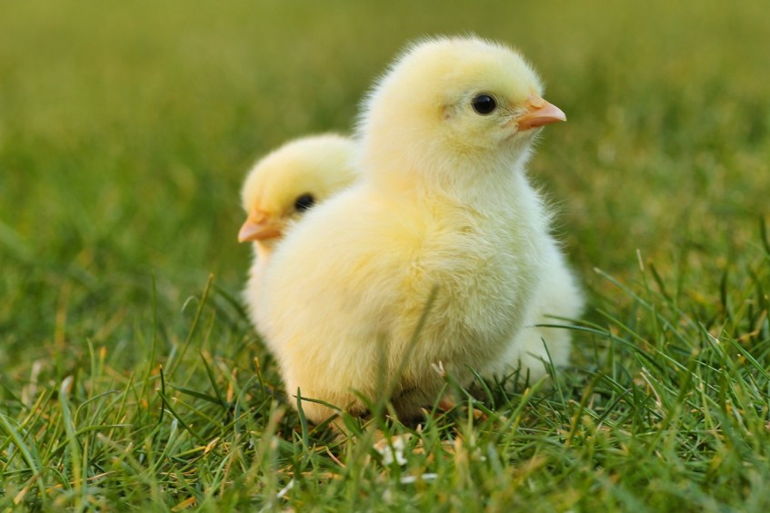 Baby Chicks in Grass