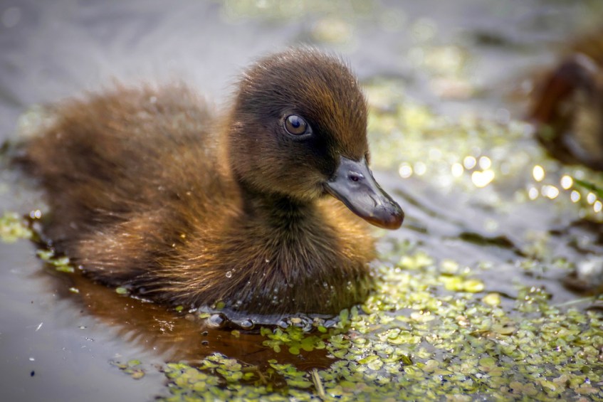 Duckling Swimming