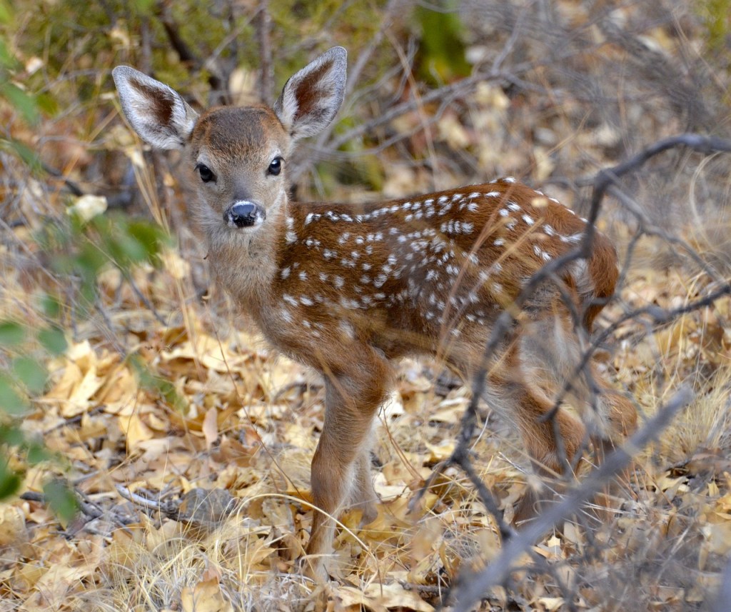 Fawn in the Woods