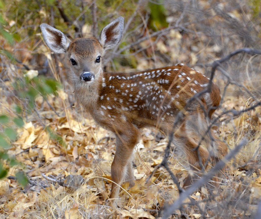Fawn in the Woods