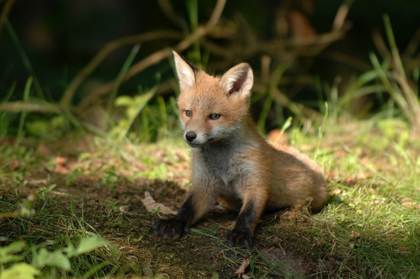 Baby Fox in Woods