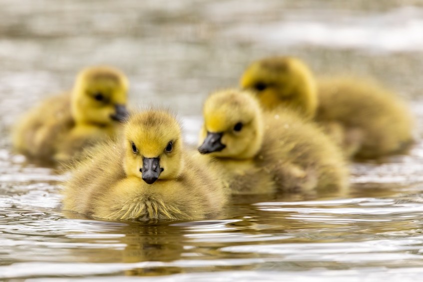Goslings Swimming