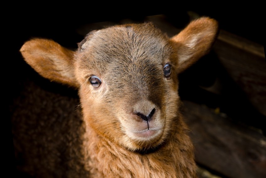 Baby Lamb