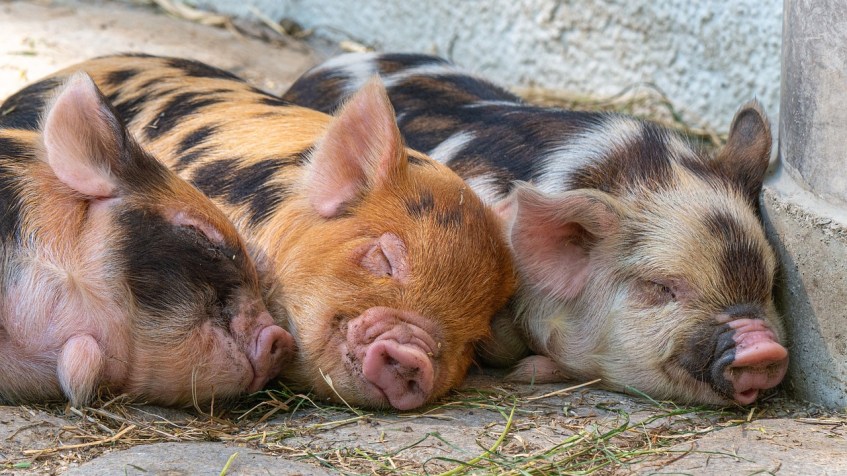Piglets Sleeping