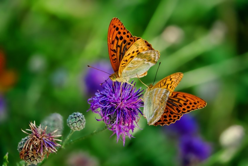 Butterflies & Flowers
