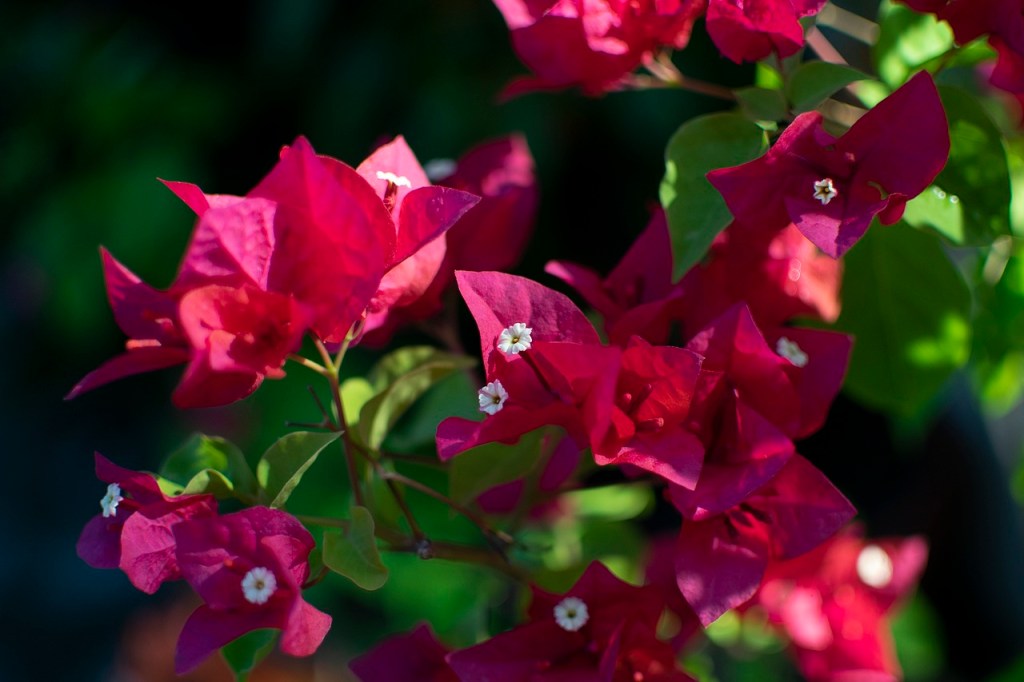Bougainvillea