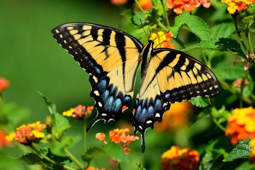 Butterfly Tiger Swallowtail