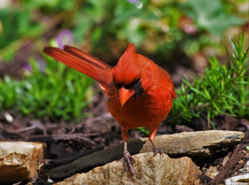 Cardinal