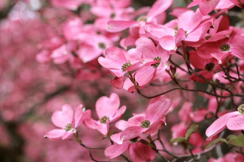 Dogwood Tree
