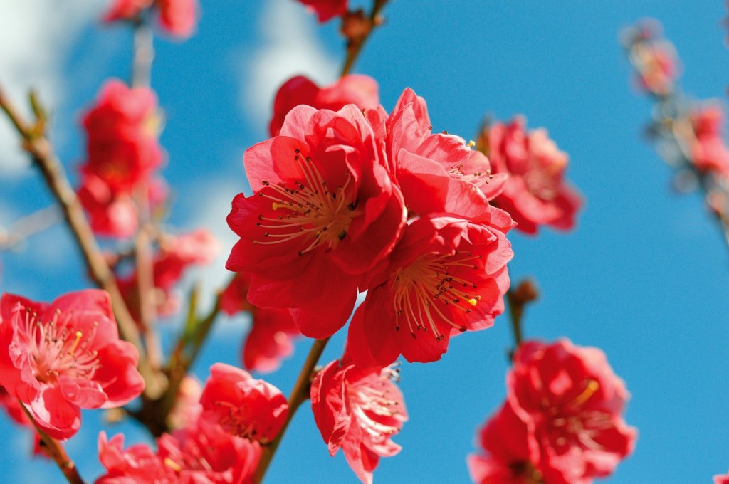 Peach Blossoms
