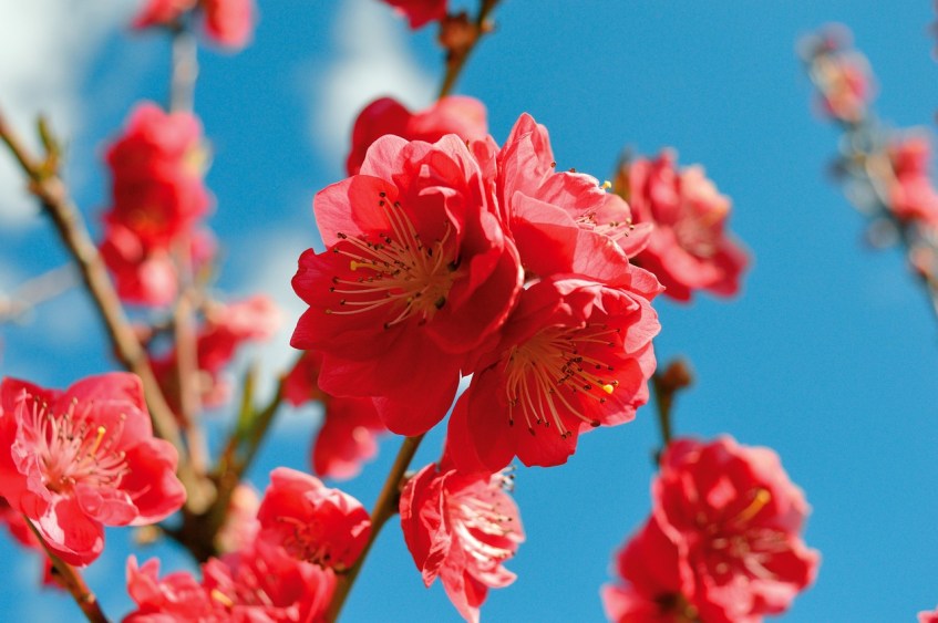 Peach Blossoms