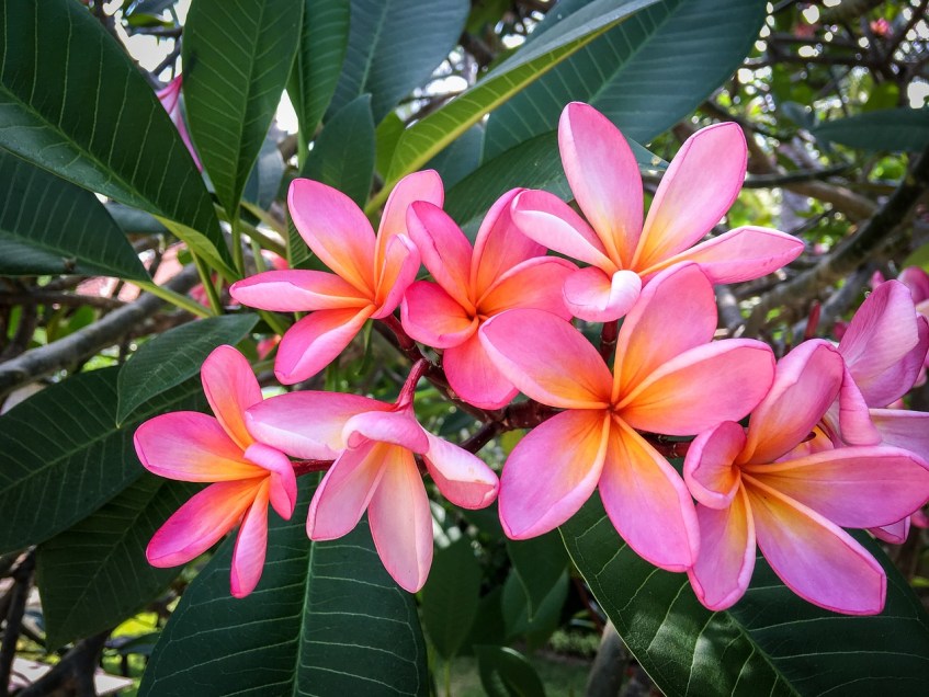 Plumeria Tree