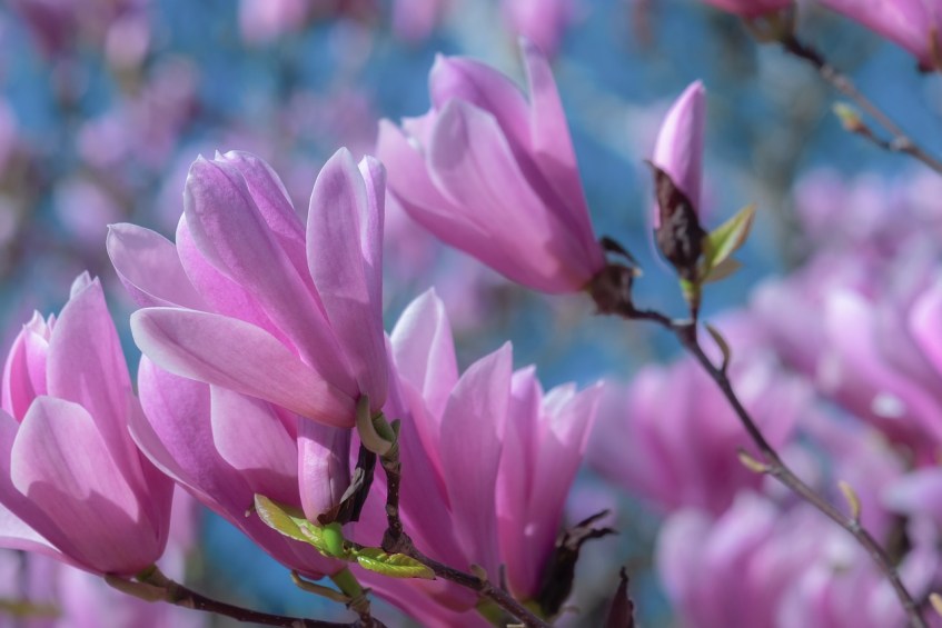 Tulip Magnolia Tree