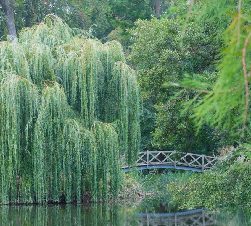 Weeping Willow Tree
