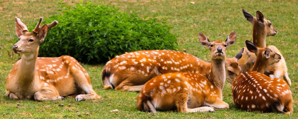 Resting Deer