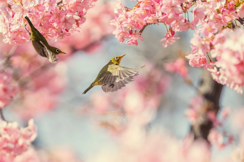 Birds & Cherry Blossoms