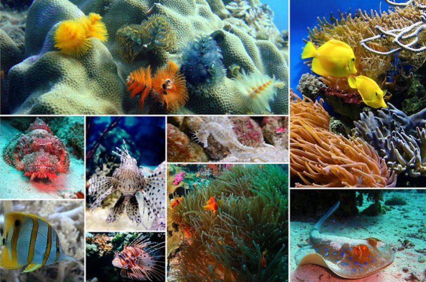 Undersea Collage
