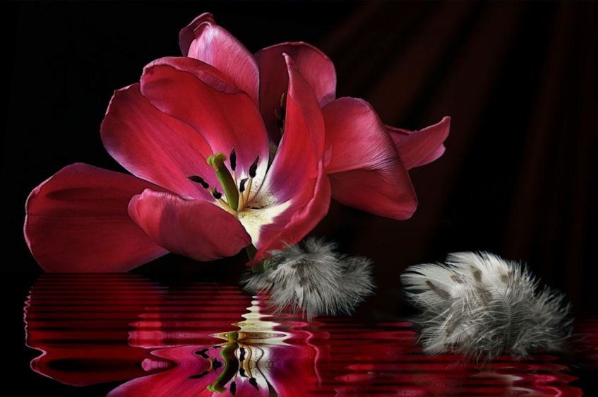 Feather Photography
