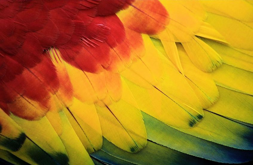 Parrot Feathers