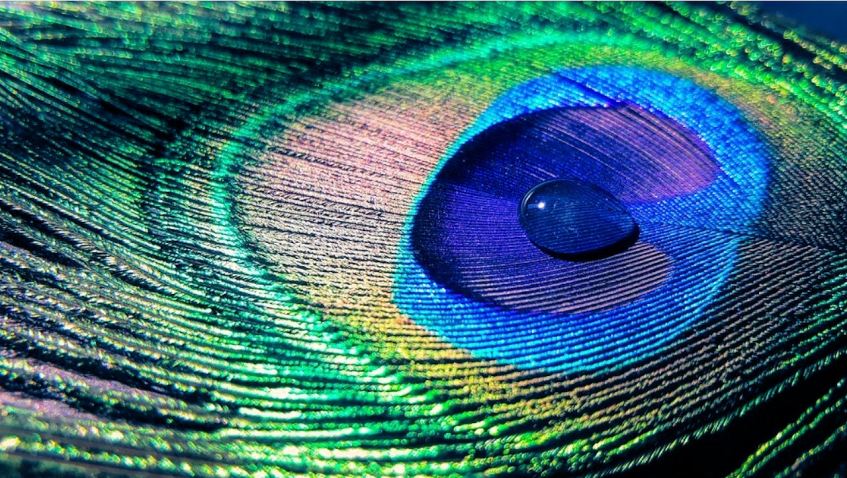 Peacock Feather