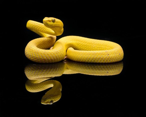 Self Image Snake