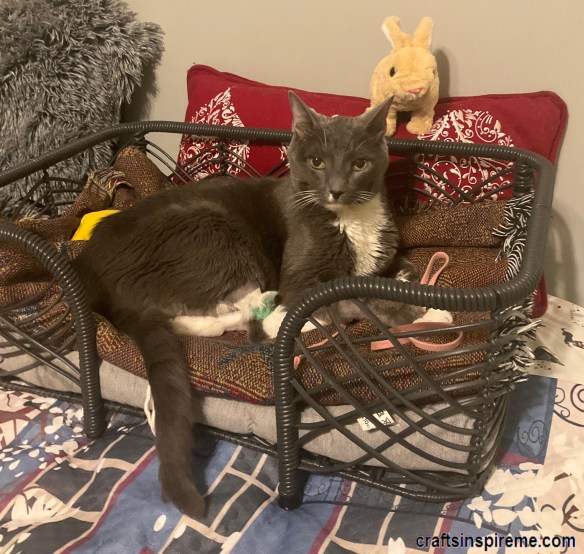 Smokey in a Comfy Bed