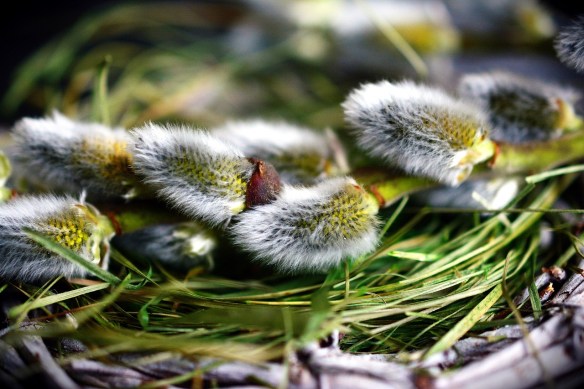 Pussy Willows, Grass & Twigs