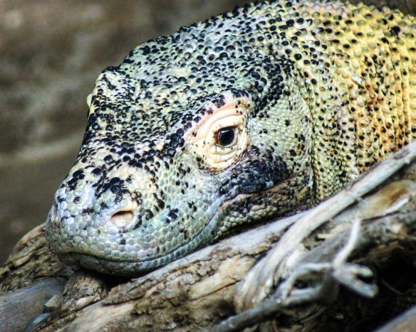Komodo Dragon