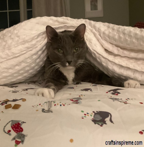Smokey Burrowing under Comforter