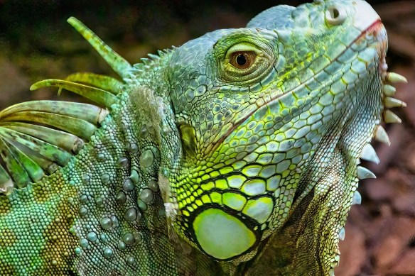 Iguana