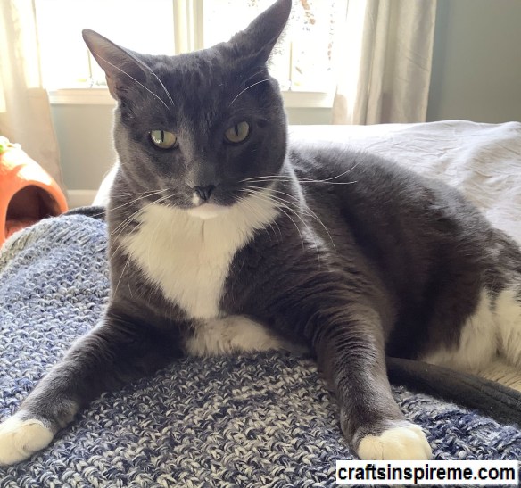 Smokey Relaxing on Bed