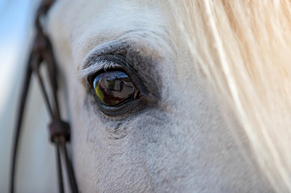 Horse's Eye Close Up