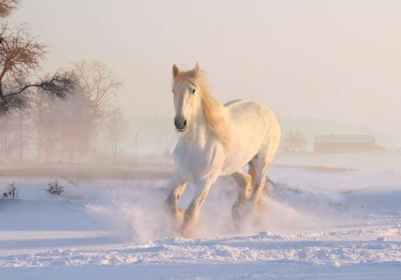 Horse Running through Snow