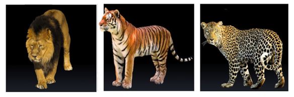Lion Tiger & Leopard